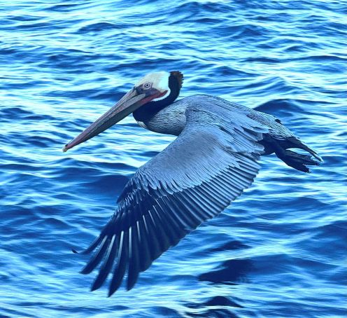 brown pellican 1.jpg